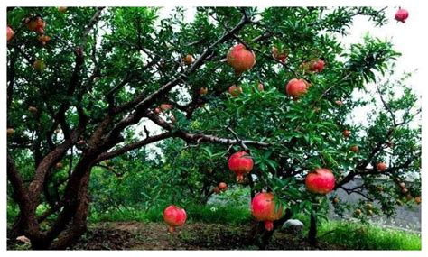 钗钏金和石榴木相克吗_可以结婚吗,第5张 钗钏金和石榴木相克吗_可以结婚吗,第5张